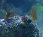 Yellow polyps.webp