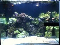 Full tank shot 8-9-12.webp