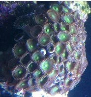 Green button polyp full 8-9-12.webp