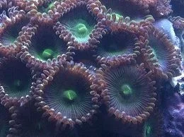 Green polyp close up 8-9-12.webp