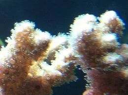 Montipora digita close up 8-9-12.webp
