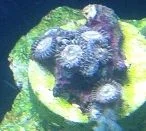 Orange zoanthid 8-9-12.webp