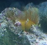 yellow polyp close up 8-9-12.webp