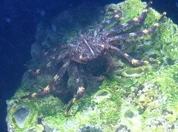 SLF crab 8-9-12.webp