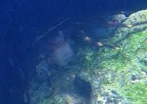 SLF crab munchin 8-9-12.webp