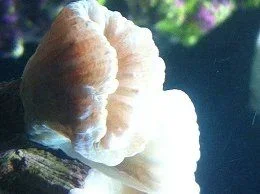 Trumpet coral close up 8-9-12.webp