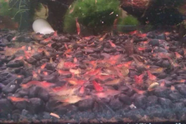 shrimps.webp