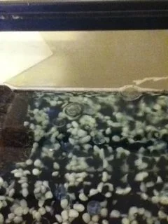 bubble nest.webp