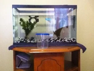 Spike's Tank.webp