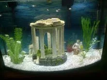 tank 1.webp