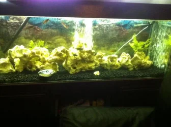 fISH tank.webp