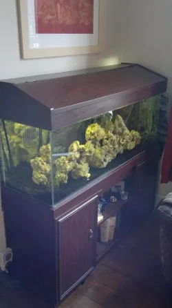 fish tank 3.webp