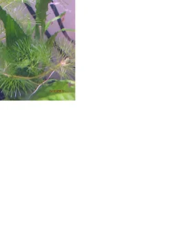 14.webp
