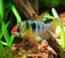 fish.webp