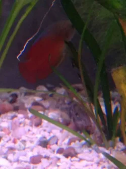 cat-fish-2.webp