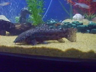 catfish.webp