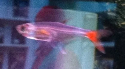 fish.webp