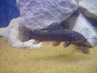 hoplo n cory.webp