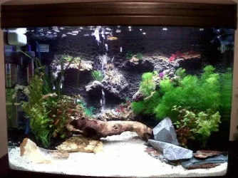 My Fish Tank4.webp