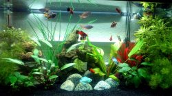 fish tank 100912s.jpg