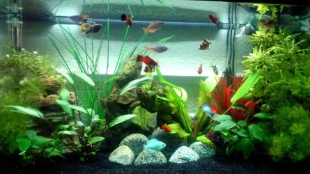 fish tank 100912s.webp