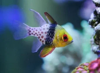 Pajama-Cardinal-Fish.webp