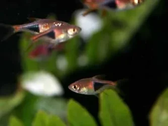 harlequin_rasbora-25.webp harlequin_rasbora-25.webp
