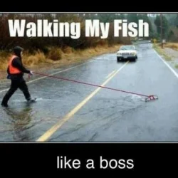 Walking my fish.webp