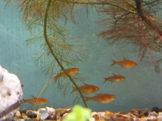 DSCF1047fish.webp