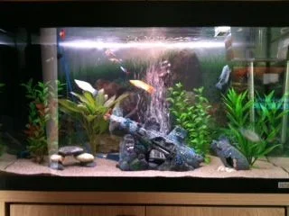 fish1.webp