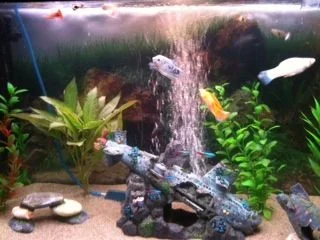 fish2.webp