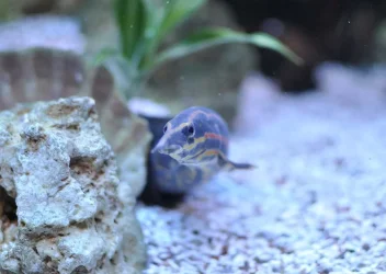 fireeel.webp