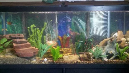 rsz_1fish_tank.webp
