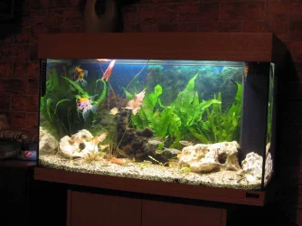 OldTankSetUp.webp