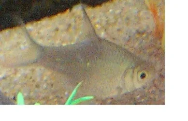 fish3.webp