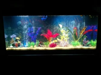 Aquarium2.webp