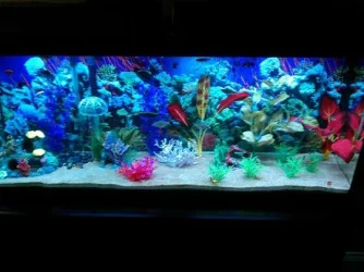 Aquarium1.webp