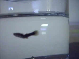 guppy.webp