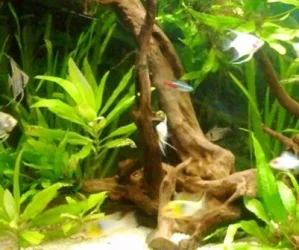 tank 003.webp