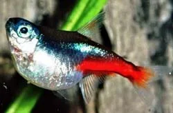 dropsy.webp