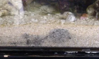 aaaaIMGP6772.webp