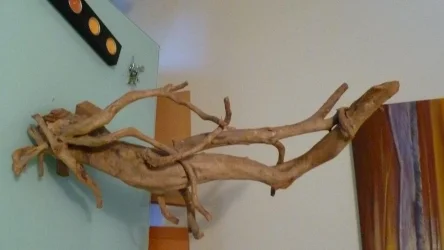 wood5.webp