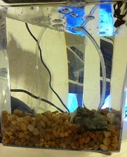 Phlame tank.webp