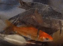 Klaus and Goldie friends.webp