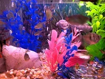 large tank.webp