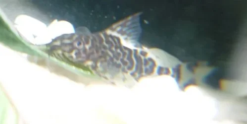 Catfish small.webp