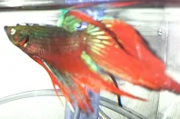 Phoenix.webp