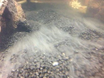 aquarium_smoke.webp