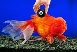 oranda8ball.jpg