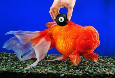 oranda8ball.webp
